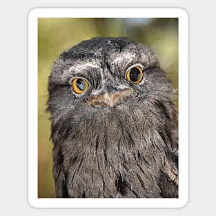 Tawny Frogmouth Portrait Sticker